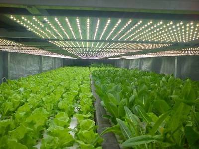 【高工LED·植物照明】京东联手日本三菱,将在北京建设约1万平米的植物工厂